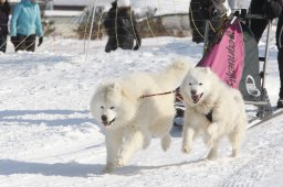 Lenk 2012 SM